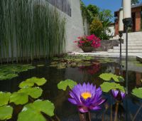 Villa Mata Air, Lily pond